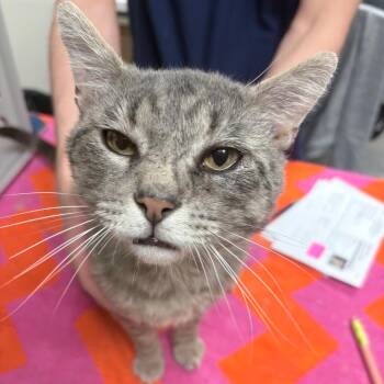 Domestic Short Hair Cats Available for Adoption in Reno, Nevada - Plum | PetCurious