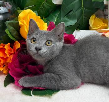 Bleau -  Domestic Short Hair and Russian Blue Cat for Adoption in Ocean Springs, Mississippi - Bleau | PetCurious