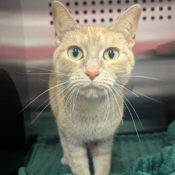 Cheesecake Houston -  Domestic Short Hair Cat for Adoption in Denver, Colorado - Cheesecake Houston | PetCurious