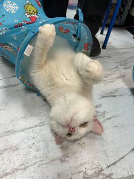 Momk -  Domestic Short Hair Cat for Adoption in Mayfield, New York - Momk | PetCurious