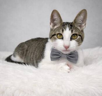 Tabby Cats Available for Adoption - Casper | PetCurious