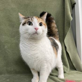 Rescue Domestic Short Hair Cats for Adoption in Lyndhurst, Virginia - Zella | PetCurious