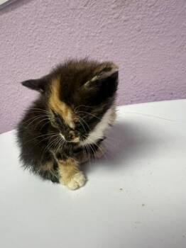 61355894 -  Domestic Short Hair Cat for Adoption in El Paso, Texas - 61355894 | PetCurious