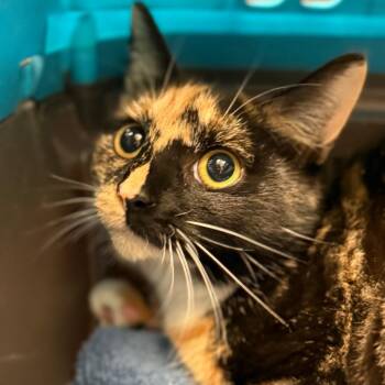 Domestic Short Hair Cats Available for Adoption in Winston-salem, North Carolina - Julieanne | PetCurious