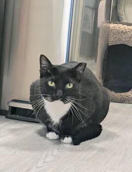 Domestic Short Hair Cats Available for Adoption - Duckie | PetCurious