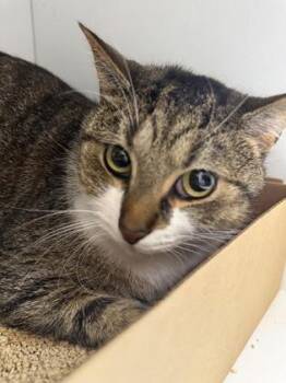 Scar -  Domestic Short Hair Cat for Adoption in West Chester, Pennsylvania - Scar | PetCurious