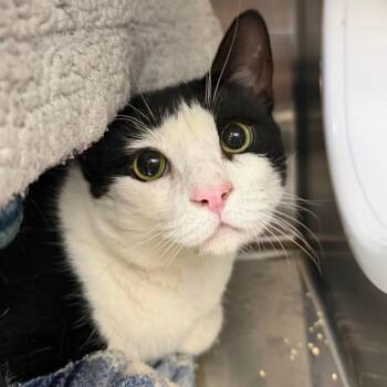 Vee -  Domestic Short Hair Cat for Adoption in Las Vegas, Nevada - Vee | PetCurious
