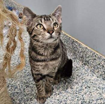 Bagel (bonded with Ciabatta) -  Domestic Short Hair Cat for Adoption in Verona, Wisconsin - Bagel (bonded With Ciabatta) | PetCurious