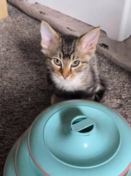 Nibbles -  Domestic Medium Hair Cat for Adoption in Libertyville, Illinois - Nibbles | PetCurious