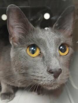 American Shorthair Cats Available for Adoption in Greenfield, Indiana - MC | PetCurious