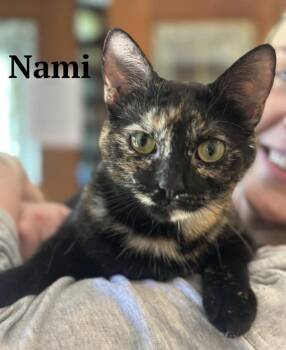 Nami -  Domestic Short Hair Cat for Adoption in Cincinnati, Ohio - Nami | PetCurious
