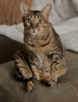 Mazzy -  Domestic Short Hair Cat for Adoption in Nashville, Tennessee - Mazzy | PetCurious