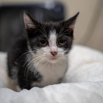 Yoshi -  Domestic Short Hair Cat for Adoption in Gainesville, Georgia - Yoshi | PetCurious