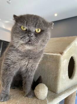 Winston -  Scottish Fold Cat for Adoption in San Jacinto, California - Winston | PetCurious