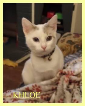 Tabby Cats Available for Adoption in Lawton, Oklahoma - KHLOE | PetCurious