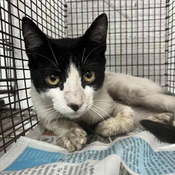 Domestic Short Hair Cats Available for Adoption in Edinburg, Texas - RuPaul | PetCurious