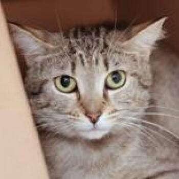 Jan -  Domestic Short Hair Cat for Adoption in Hilliard, Ohio - Jan | PetCurious