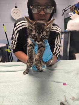 Gum Drop -  Domestic Short Hair Cat Available for Adoption in Detroit, Michigan - Gum Drop | PetCurious