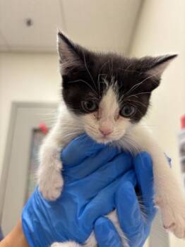 Magenta -  Domestic Short Hair Cat for Adoption in Santa Rosa, California - Magenta | PetCurious