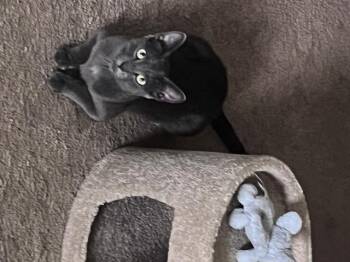 Rescue Domestic Short Hair Cats for Adoption in Palo Alto, California - Mama Katie | PetCurious