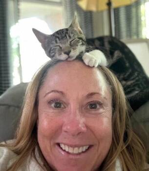 Millie & Goose: bonded (Glen Mills PS) -  Tabby Cat for Adoption in Greenville, Delaware - Millie & Goose: Bonded (Glen Mills PS) | PetCurious