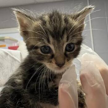Tagalong -  Domestic Short Hair Cat for Adoption in South Elgin, Illinois - Tagalong | PetCurious