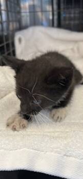 Rescue Domestic Short Hair Cats for Adoption in Honolulu, Hawaii - Apple | PetCurious