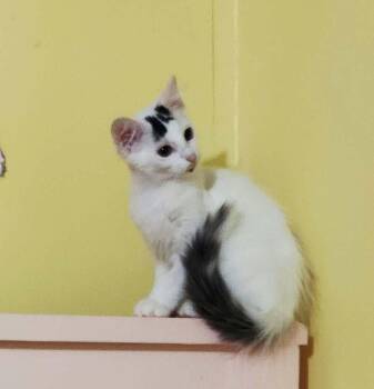 Queen -  Domestic Medium Hair Cat for Adoption in Candler, North Carolina - Queen | PetCurious