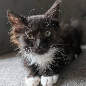 Cedar Thomas -  Domestic Medium Hair Cat for Adoption in Morrison, Colorado - Cedar Thomas | PetCurious