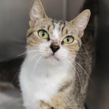 Sundae -  Domestic Short Hair Cat for Adoption in Sarasota, Florida - Sundae | PetCurious