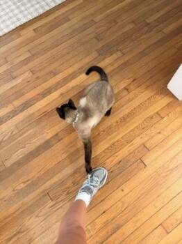 Bogey -  Siamese and Domestic Short Hair Cat for Adoption in Wilmington Island, Georgia - Bogey | PetCurious