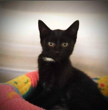ELLA -  Domestic Short Hair Cat for Adoption in Alameda, California - ELLA | PetCurious
