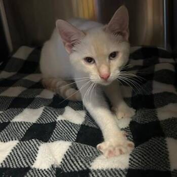 Gus -  Domestic Short Hair Cat for Adoption in Knoxville, Tennessee - Gus | PetCurious