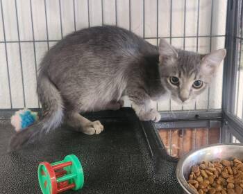 Rescue Domestic Short Hair Cats for Adoption in Yarnell, Arizona - Ruger | PetCurious