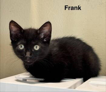 Domestic Short Hair Cats Available for Adoption in Apopka, Florida - Frank 3.15.26 | PetCurious