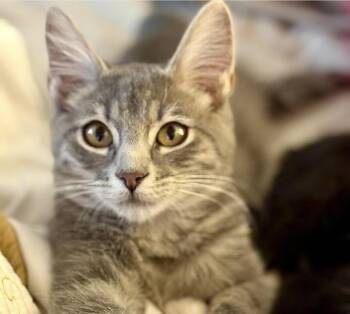 Rescue Domestic Short Hair Cats for Adoption in Larkfield-wikiup, California - Willow | PetCurious