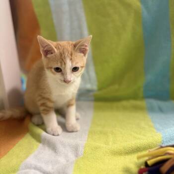 Will -  Domestic Short Hair Cat for Adoption in Freeport, Florida - Will | PetCurious