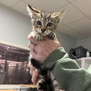 Domestic Short Hair and Tabby Cats Available for Adoption in Columbia, South Carolina - Unit | PetCurious