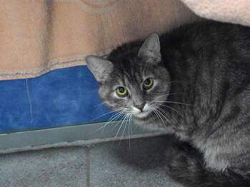 LUCY -  Domestic Short Hair Cat for Adoption in Loveland, Colorado - LUCY | PetCurious