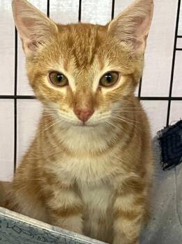 Rupert -  Domestic Short Hair Cat for Adoption in Lunenburg, Massachusetts - Rupert | PetCurious