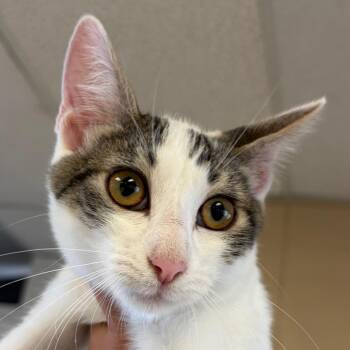 Wolf -  Domestic Short Hair Cat for Adoption in Goleta, California - Wolf | PetCurious