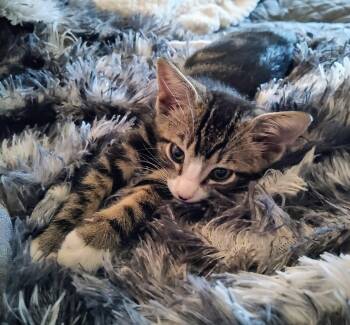 Rescue Domestic Short Hair Cats for Adoption in Naples, Florida - Nicolo | PetCurious