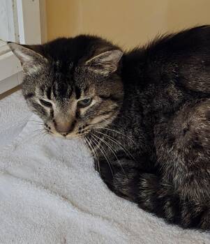 Jeffery -  Domestic Short Hair Cat for Adoption in Windsor, Connecticut - Jeffery | PetCurious