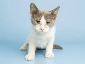 SASSY -  Domestic Short Hair Cat for Adoption in Phoenix, Arizona - SASSY | PetCurious