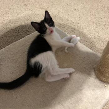 Domestic Short Hair Cats Available for Adoption in Austin, Texas - Oatmeal Sugar 6 | PetCurious