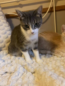 Rescue Domestic Short Hair Cats for Adoption in St. Cloud, Minnesota - Darla | PetCurious