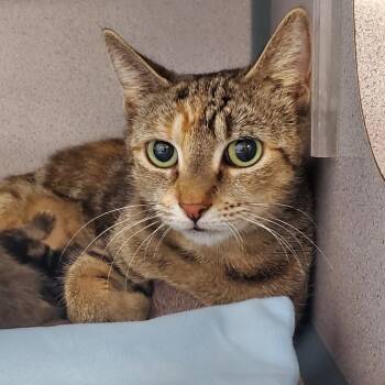 Rescue Domestic Short Hair Cats for Adoption in Port Charlotte, Florida - Syl | PetCurious