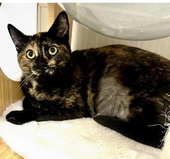 Tortoiseshell Cats Available for Adoption in Westlake Village, California - Cricket | PetCurious