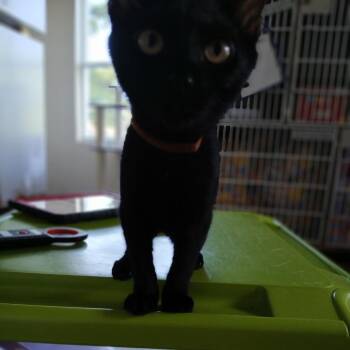 Rain -  Domestic Short Hair Cat for Adoption in Leander, Texas - Rain | PetCurious