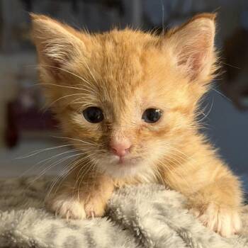 FWT Lenny -  Domestic Short Hair Cat for Adoption in Midland, Texas - FWT Lenny | PetCurious